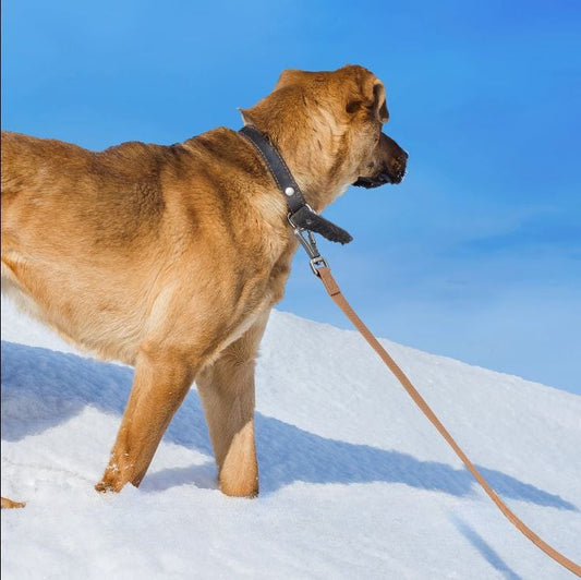 Longue Laisse pour Chien MonAmiFidèle