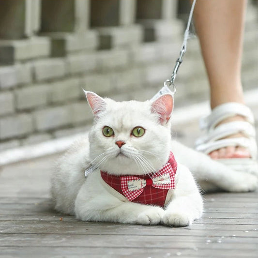 Harnais Laisse pour Chat Noeud Papillon MonAmiFidèle
