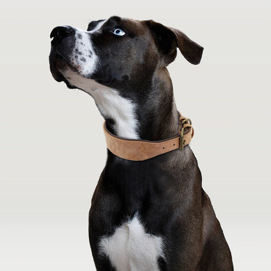 Collier en cuir pour Chien Large MonAmiFidèle