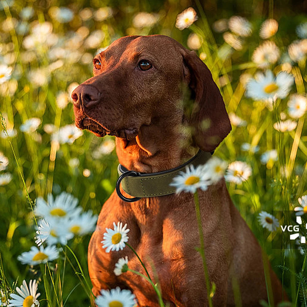 Collier cuir grand Chien MonAmiFidèle