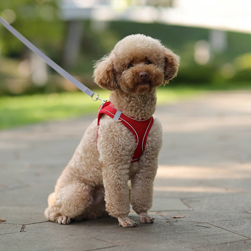 Harnais pour petit Chien MonAmiFidèle