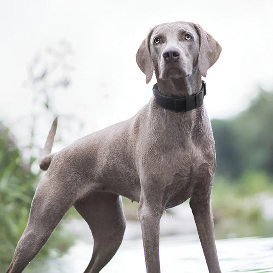 Collier pour gros Chien MonAmiFidèle
