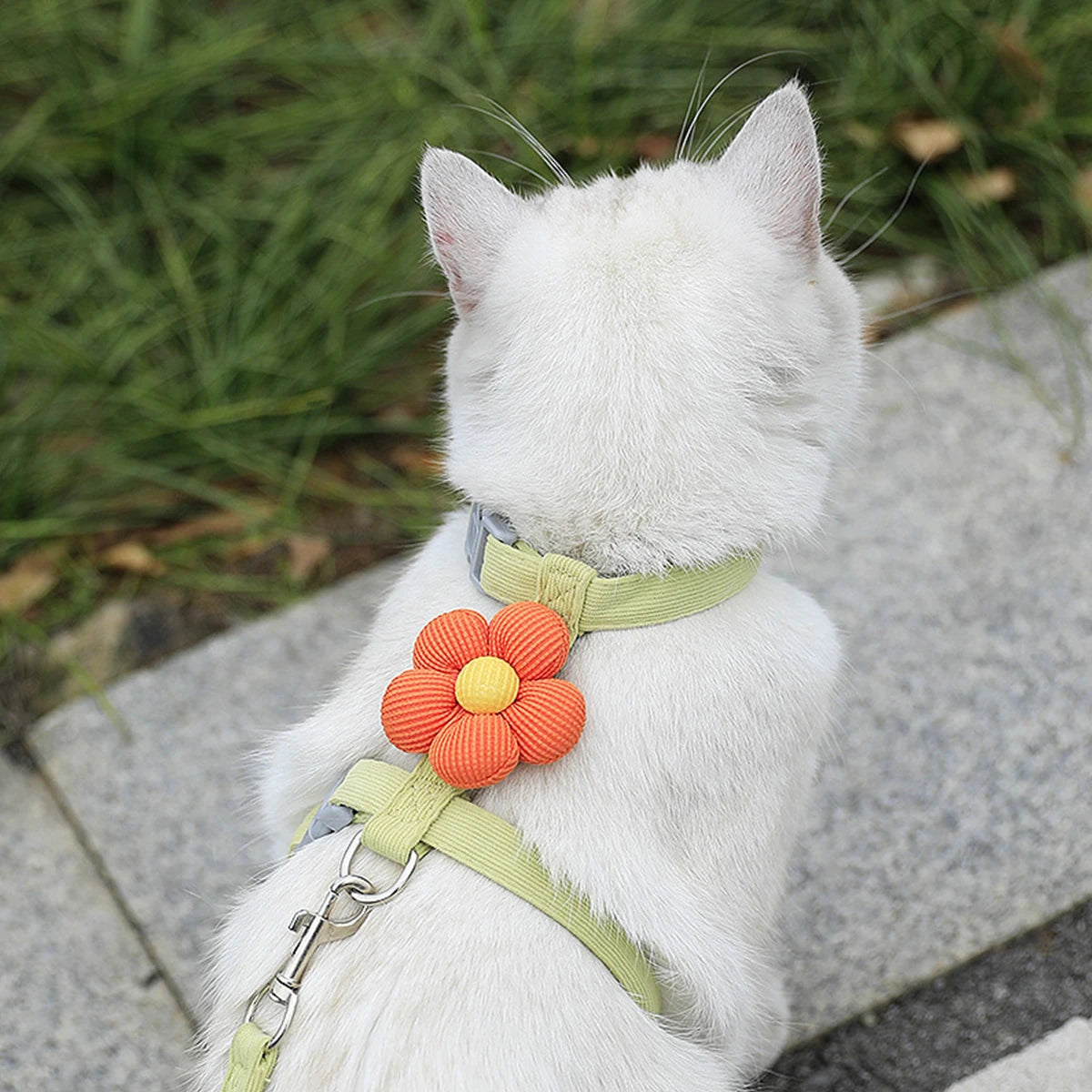 Harnais Laisse Chat Mignon MonAmiFidèle