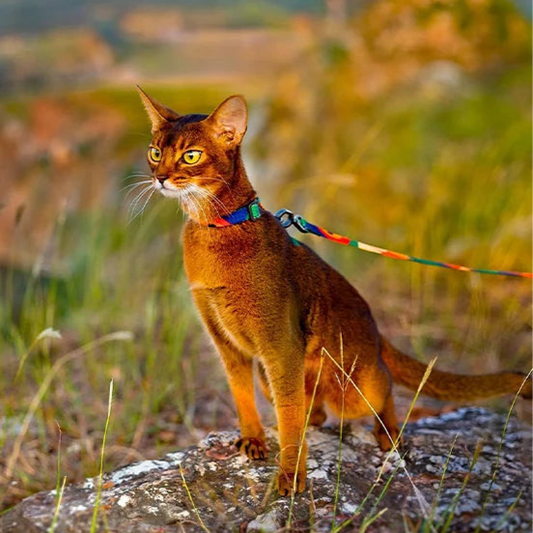Harnais pour Chat anti fugue MonAmiFidèle