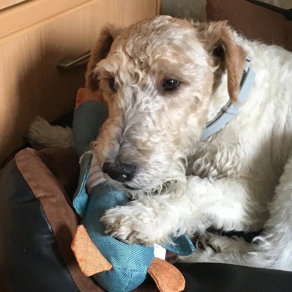 Jouet Chien Canard Couineur MonAmiFidèle