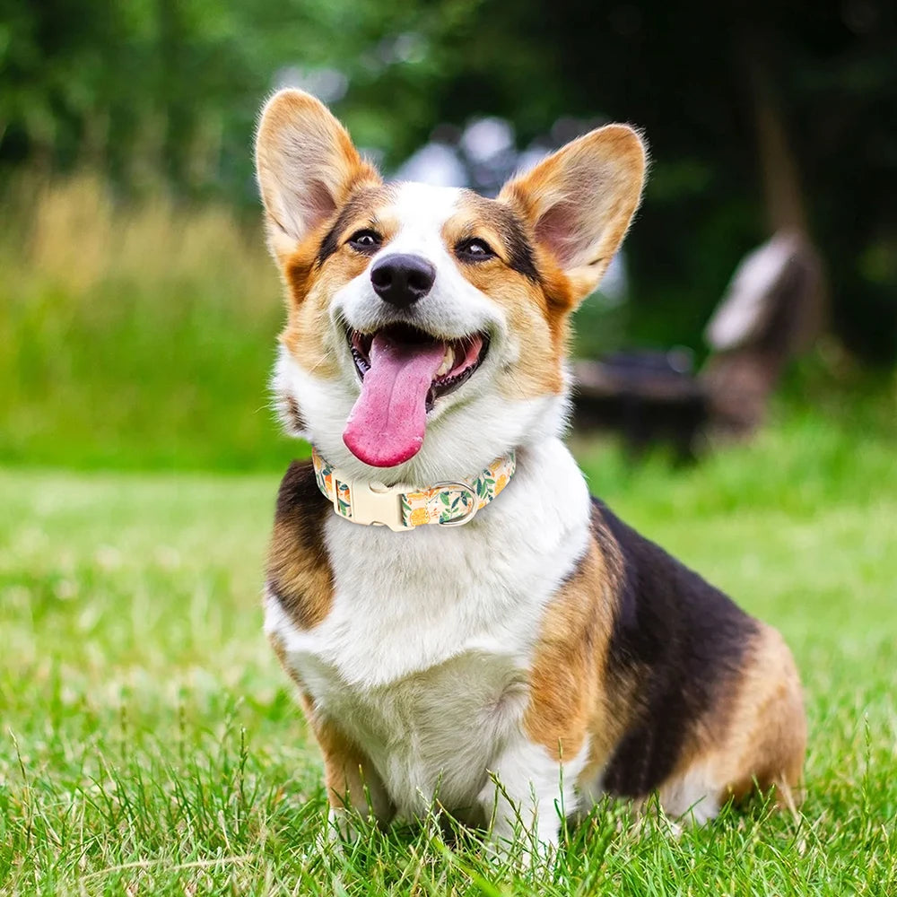 Collier pour Chien avec motif MonAmiFidèle