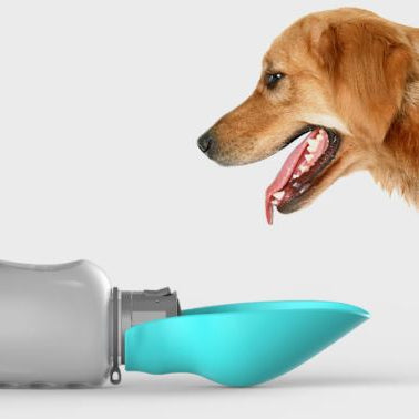 Gourde pour Chien 800ml MonAmiFidèle