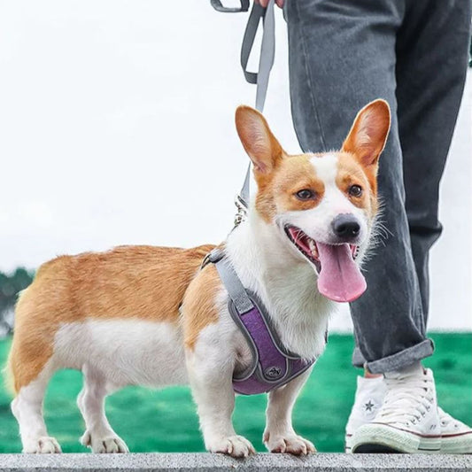 Harnais Réfléchissant pour Chien MonAmiFidèle
