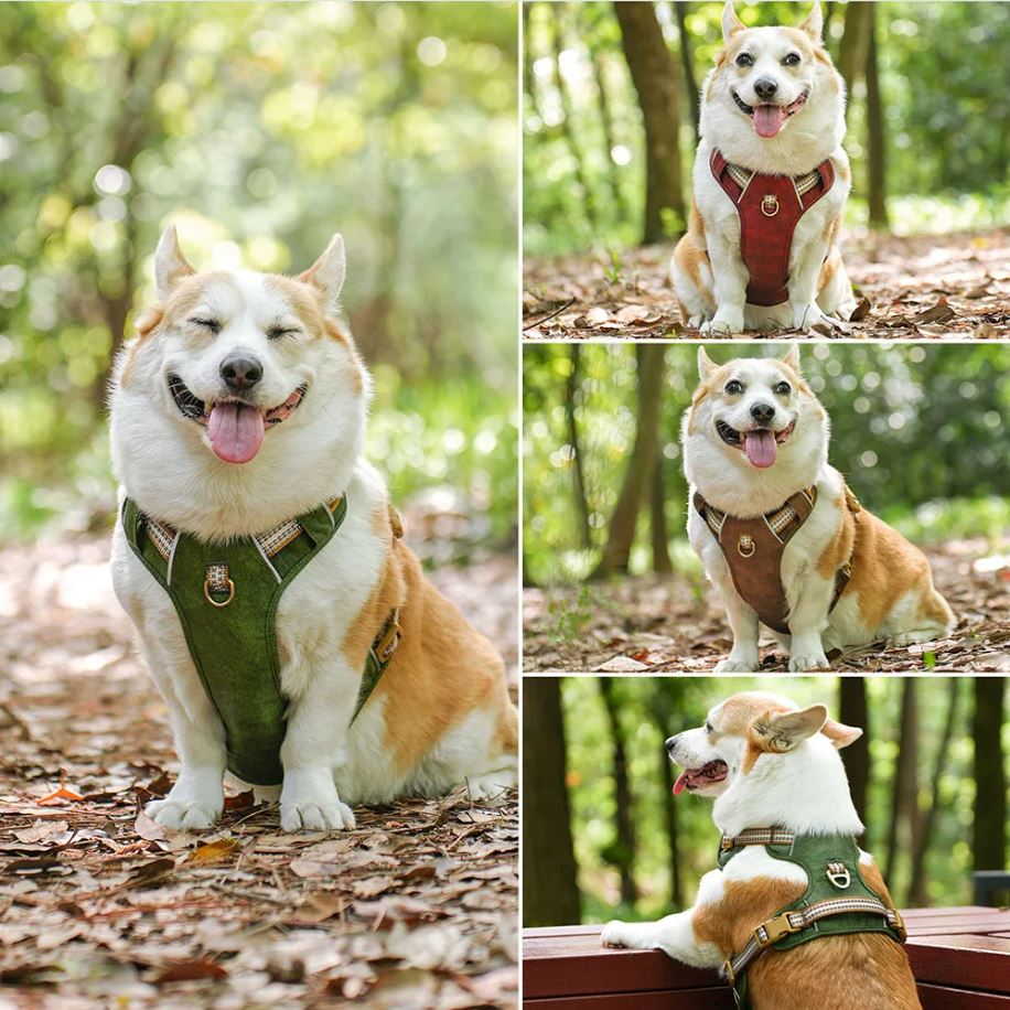 Harnais pour Chien Design MonAmiFidèle