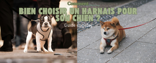 Comment-bien-choisir-un-harnais-pour-son-chien MonAmiFidèle
