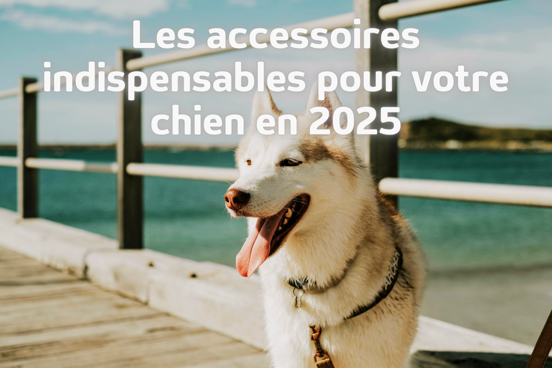 Top-10-accessoires-indispensables-en-2025 MonAmiFidèle