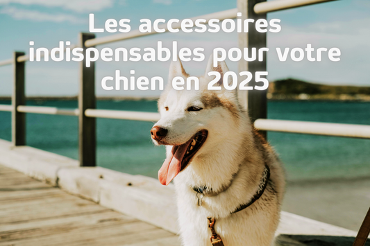 Top-10-accessoires-indispensables-en-2025 MonAmiFidèle