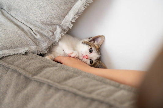 Nouveau-chat-10-erreurs-à-éviter-et-quoi-faire-à-la-place MonAmiFidèle