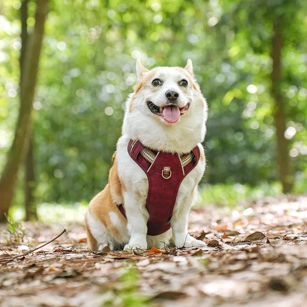 Harnais pour Chien MonAmiFidèle