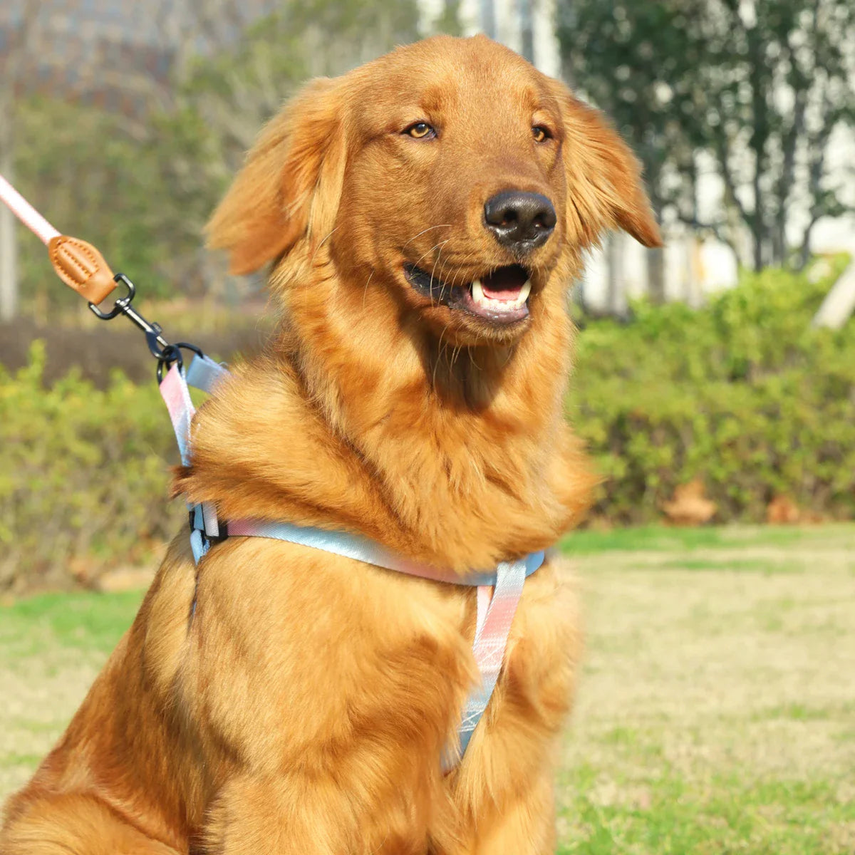 Laisse pour chien MonAmiFidèle