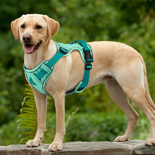 Chien Harnais MonAmiFidèle