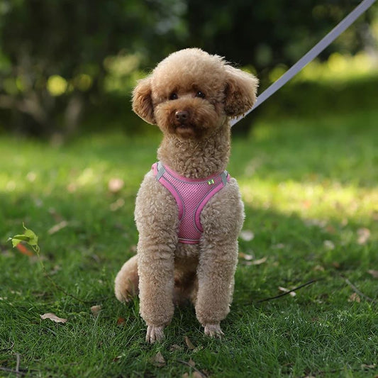 Harnais pour petit Chien MonAmiFidèle